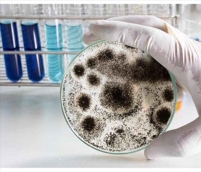 Aspergillus (mold) for Microbiology in Lab.