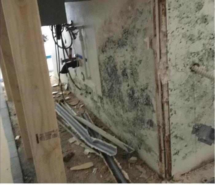 Mold growing on a wall