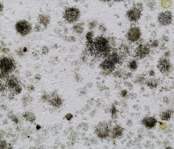 grey and green discoloration on a white wall